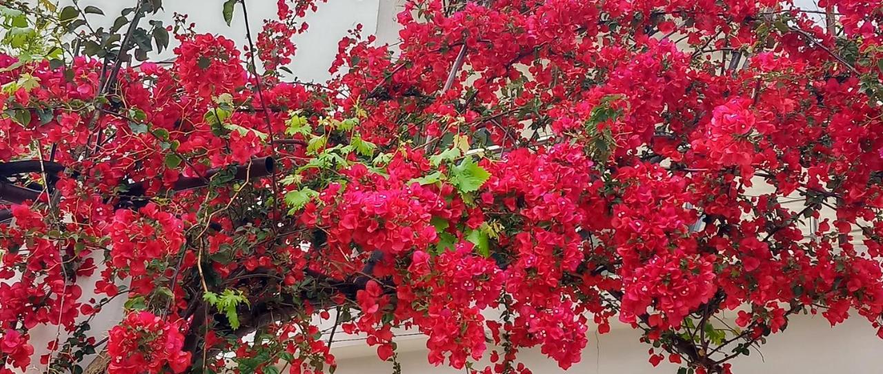 Stamatias Home, Fully Equipped Cottage 5 Minutes From The Sea La Canea Exterior foto